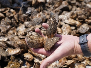 Shellfish farmers warn overregulation could drive NJ aquaculture to ‘extinction’