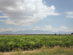 New Mexico lawmakers suggest expanding farm programs statewide to help address at-risk youth
