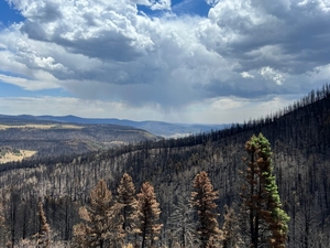 New Mexico sues feds over refusing to reimburse state for $61M in wildfire costs