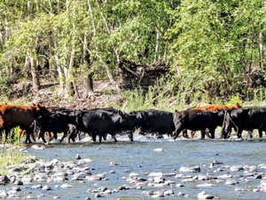 Federal appeals court dismisses NM Cattle Growers’ lawsuit over sniping feral cattle in the Gila