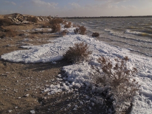 Researcher tells New Mexico lawmakers more funding needed for Holloman Lake wildlife PFAS testing
