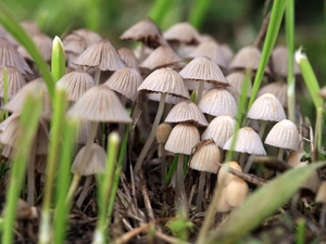 New Mexico psilocybin program opens permitting applications for psychedelic mushroom producers 