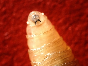 New Mexico reports first New World screwworm case in Lea County dog