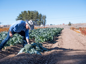Drought prompts federal agency to offer emergency loans to New Mexico farmers