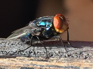New Mexico officials worry about New World screwworm spreading into state