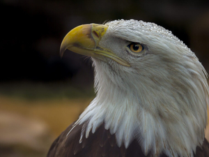 New Mexico begins review of threatened and endangered species
