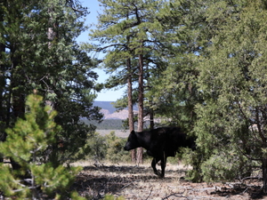 New Mexico delegation introduces bill to ban uranium mining in Chama Watershed