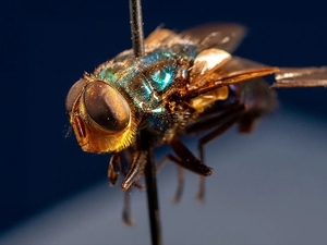 New Mexico Livestock Board issues livestock emergency over screwworm