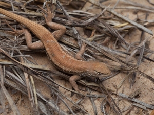 The Dunes Sagebrush Lizard: a crisis fueled by big oil