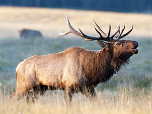 NM Appeals Court sides with state wildlife agency on elk damages in Catron County