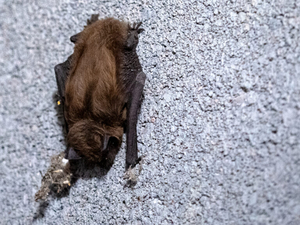 NM health department reports bat with rabies in Sandoval County