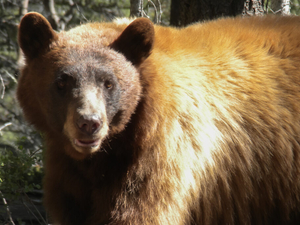 ‘Particularly rough year for bears’; New Mexico sees record-setting year for bear killings