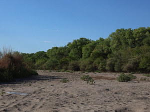 Rio Grande in Albuquerque reaches historic dryness level 
