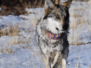 Feds say New Mexico’s lobos are ‘nonessential’