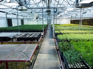 The New Mexico Reforestation Center is a key part of rebuilding New Mexico’s forests