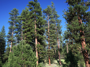 Public invited to comment on plan to possibly triple logging in eastern Oregon national forests