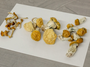 Oregon regulators nix higher fees for psilocybin after industry backlash
