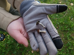 Growing scope of Oregon psilocybin program raises safety concerns, study says