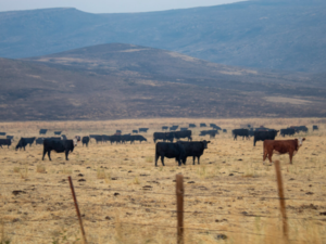 Oregon’s wildlife areas: Managed for livestock? 