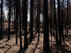 Hundreds of Northwest communities at higher wildfire risk than previously thought, research finds