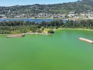 Researchers say they have a solution for Willamette River algal bloom. What’s stopping it?