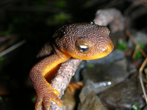 Feds agree to decide on endangered species protections for Crater Lake newt by October