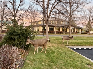Oregon anti-animal cruelty initiative sounded like a good idea, until learning details