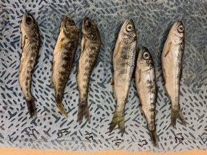 Parasite thriving in warming waters of Upper Klamath River killing off young Chinook salmon