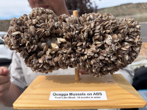 Oregon finds invasive quagga mussel on Prineville Reservoir shoreline