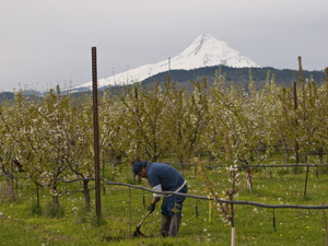 Columbia Gorge farmers seek pear disaster declaration, revised housing and overtime rules