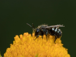 Fewer Oregon bees are dying from pesticides, report shows