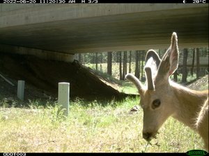 Nonprofit recruits volunteers to help track wildlife impacted by Oregon’s roads