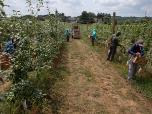 Some Pa. apple growers to receive additional federal assistance after devastating April freeze