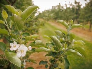 Rollins signs disaster declaration to provide relief for Pa. fruit growers following freeze
