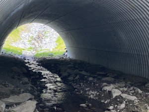 Wildlife road crossings and habitat will be focus of Shapiro administration working group