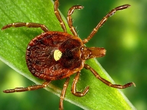 House GOP lawmakers explore increased public health reporting for tick-borne diseases