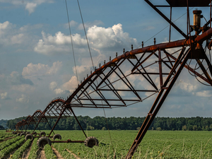 Tennessee soybean farmers get morale boost from better prices, but future remains ‘daunting’