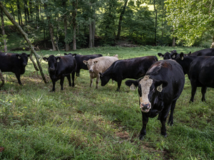 Tennessee cattlemen brace for beef market unrest after Trump announced tariff-free imports