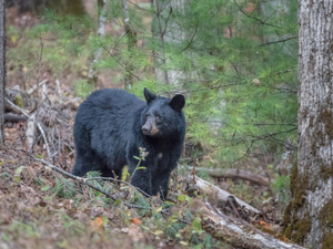 After decades of overhunting, black bears are slowly recolonizing the lower Mississippi River basin