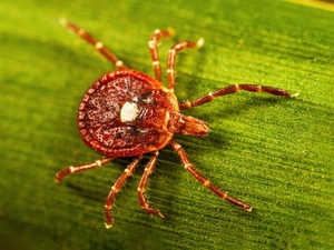 Alpha-gal syndrome is spreading rapidly. Arkansas may hold clues to what comes next.