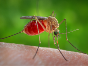 With six West Nile cases reported statewide, infected mosquitos are on the rise in Virginia Beach