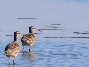 Eastern Shore leaders, residents dubious of mineral mining pitch. They have good reason to be.