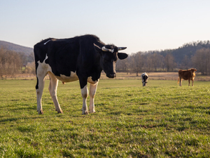 Spanberger declares state of emergency as drought strains Virginia farmers