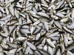 Menhaden management board advances addendum with potential cuts to Chesapeake Bay fishery limits
