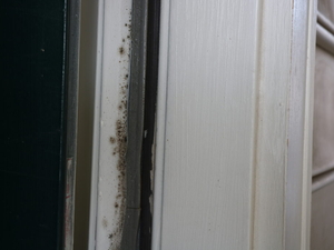 If passed, this bill would strengthen protections for Virginia renters exposed to mold