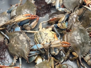 Chesapeake Bay sees increase in juvenile blue crabs, drop in adult females