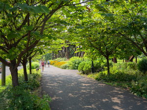 Trees take root as Virginia’s frontline defense against urban heat