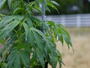 Farmers, retailers worry as state and federal regs for hemp, marijuana shift