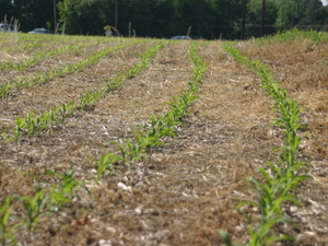 “Remember the little guy”: Kaine hears from Virginia farmers as Canada trade fight drives up concern