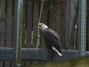Va. officials celebrate the bald eagle’s comeback and centuries as national symbol